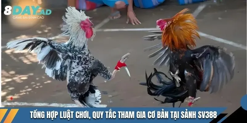 Tổng hợp luật chơi, quy tắc tham gia cơ bản tại sảnh SV388